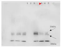 Anti-PIP2;1, PIP2;2, PIP2;3 | Plasma membrane intrinistic protein 2-1, 2-2, 2-3 - image 1